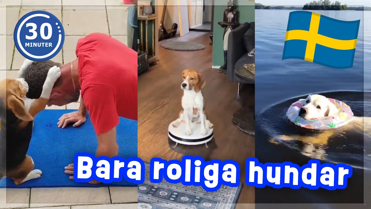 Sveriges Roligaste Hundar 🇸🇪🐶😂 | 30 Minuter Skrattgaranti!