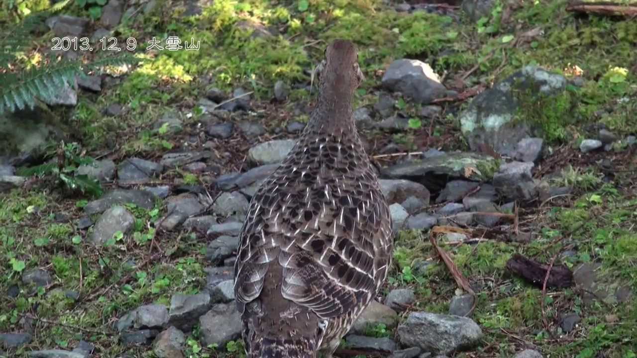 20131209大雪山野鳥紀實