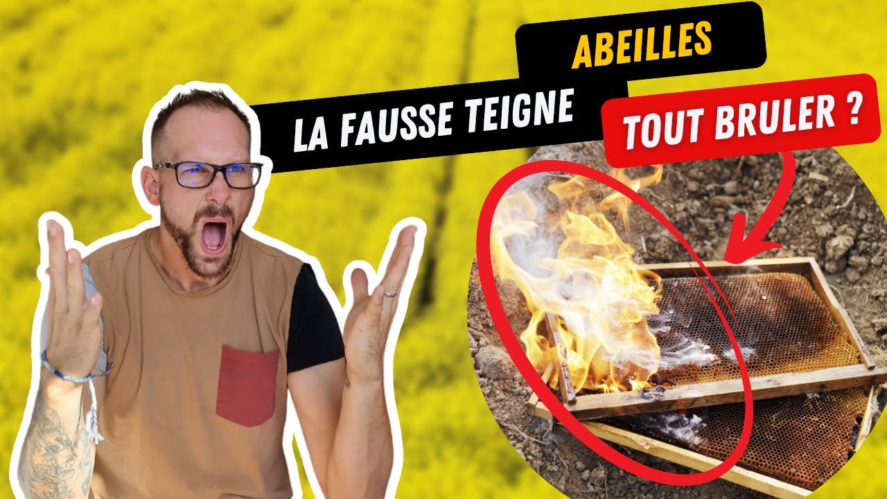 Comment Eviter La Fausse Teigne ? Je Te Montre La Solution Ultime