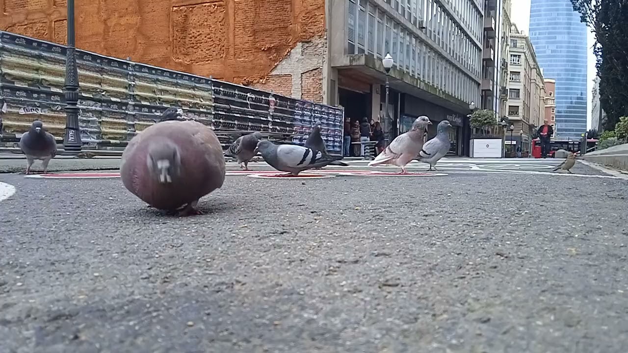 🐦🕊️🌽🕊️🐦