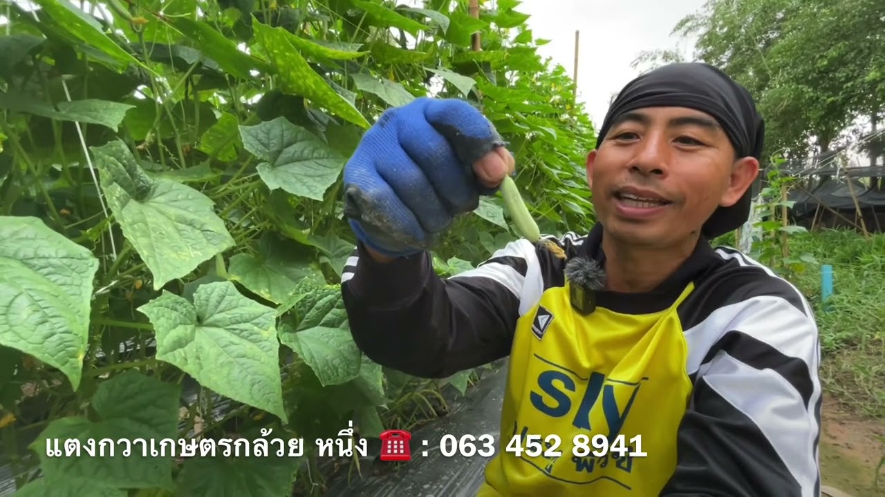 เกิดอะไรขึ้น!!แตงกวาลูกเล็กล่วงเยอะมาก | เกษตรสร้างรายได้ | เกษตรผสมผสาน | บ่าวยุทธพาจ้วด