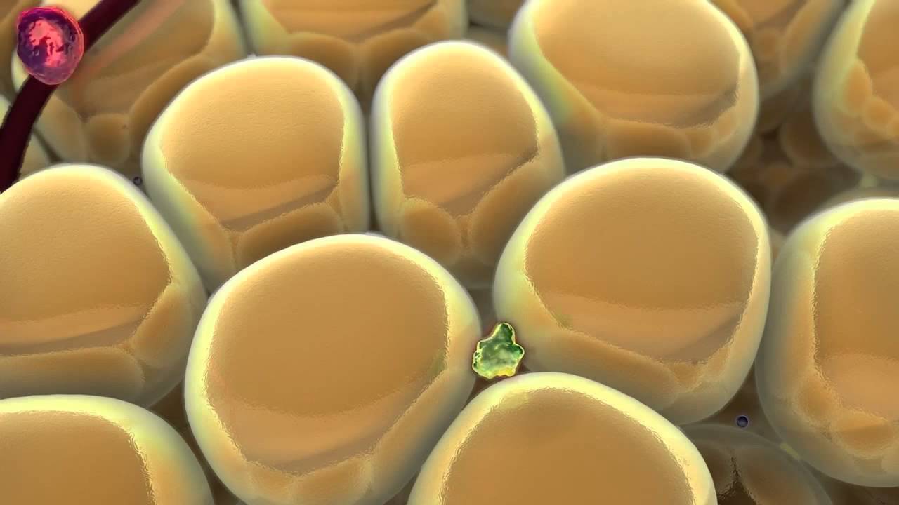 Pronokal   Información sobre la lipoinflamacion