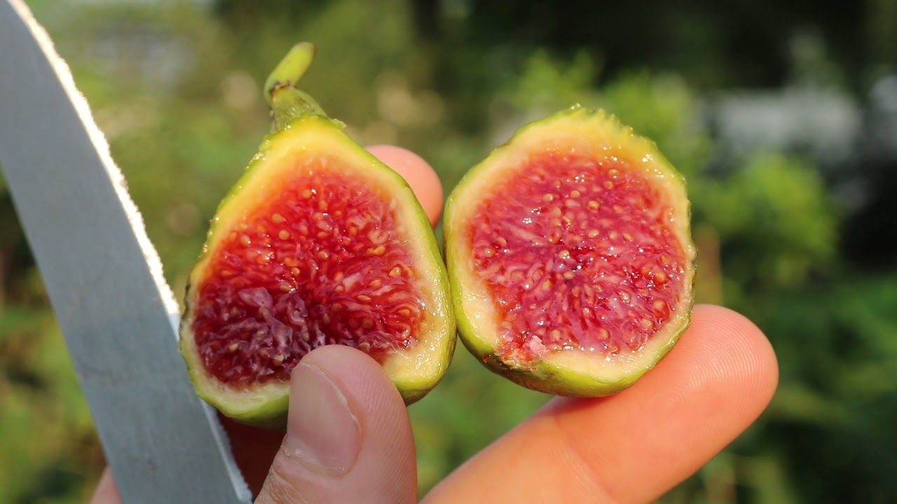 The other Verdino del Nord Fig
