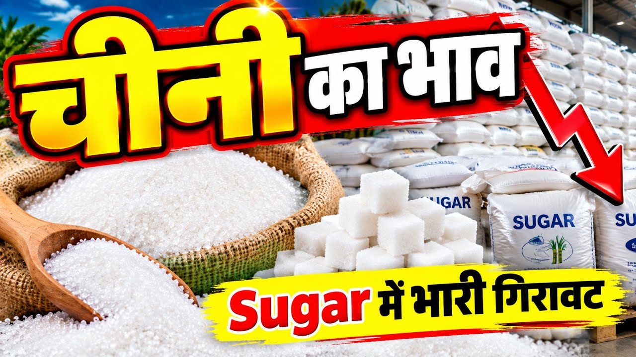 आज चीनी का भाव धड़ाम! 🔥 | Sugar Wholesale Price Today | Chini Ka Rate #chinikabhav