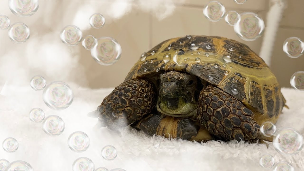 How To Bathe Your Tortoise!