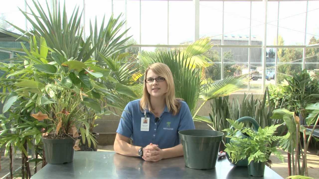 Indoor Plant Mainteinance - A Meijer Gardens Gardening Demonstration