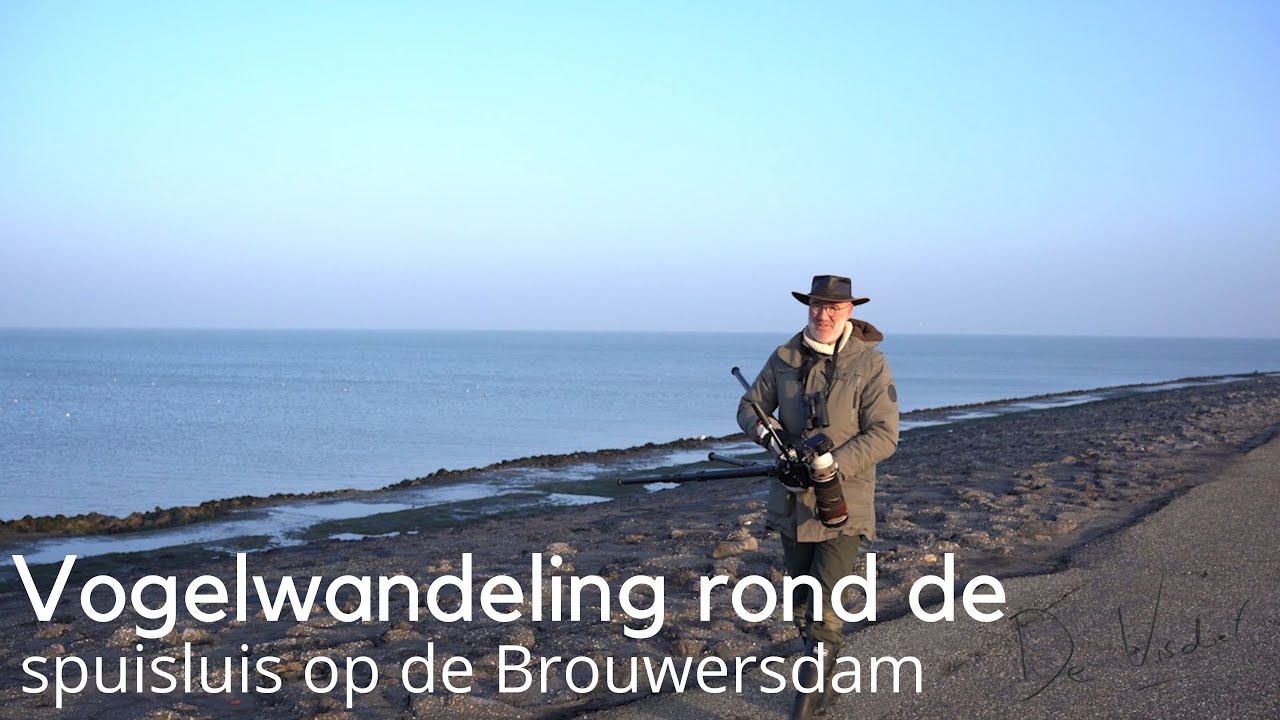 Vogelwandeling rond de spuisluis op de Brouwersdam #1711