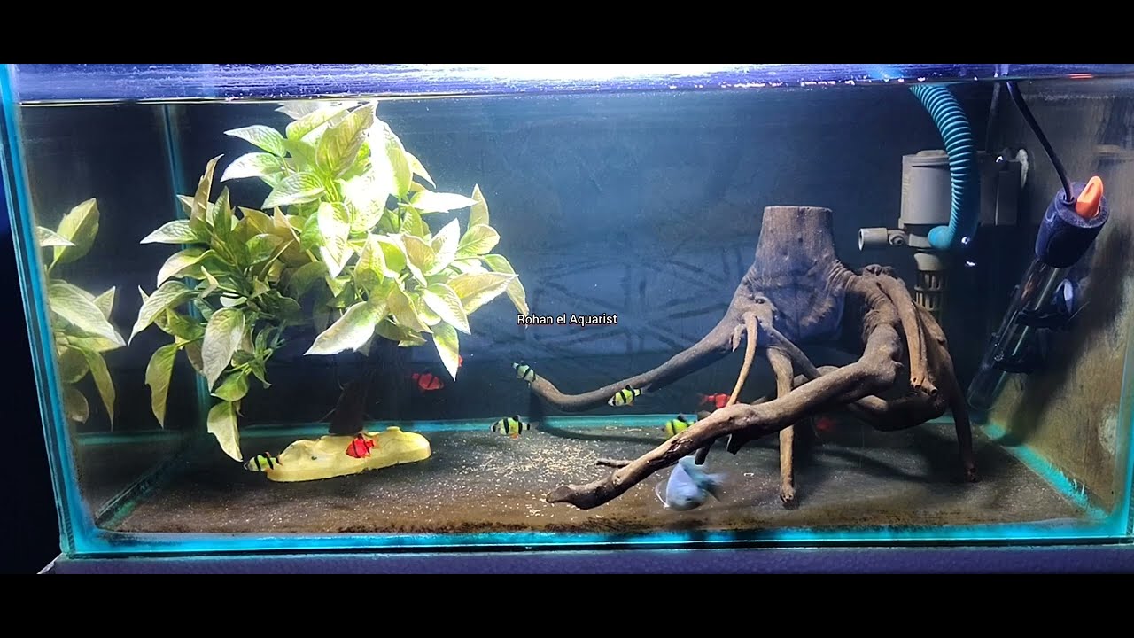 Gourami with Tiger Barbs // #gouramifish // #tigerbarb // #communityaquarium // #community_aquarium