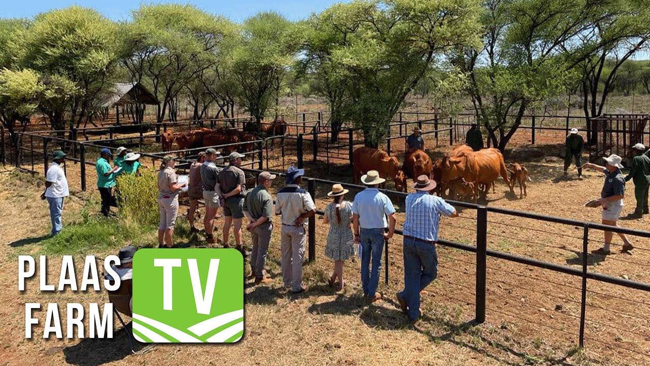 Beesskool deel resep vir suksesvolle beesboerdery