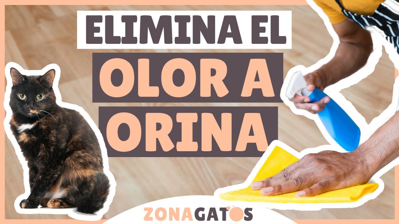 Aprende a ELIMINAR el OLOR A ORINA de los gatos
