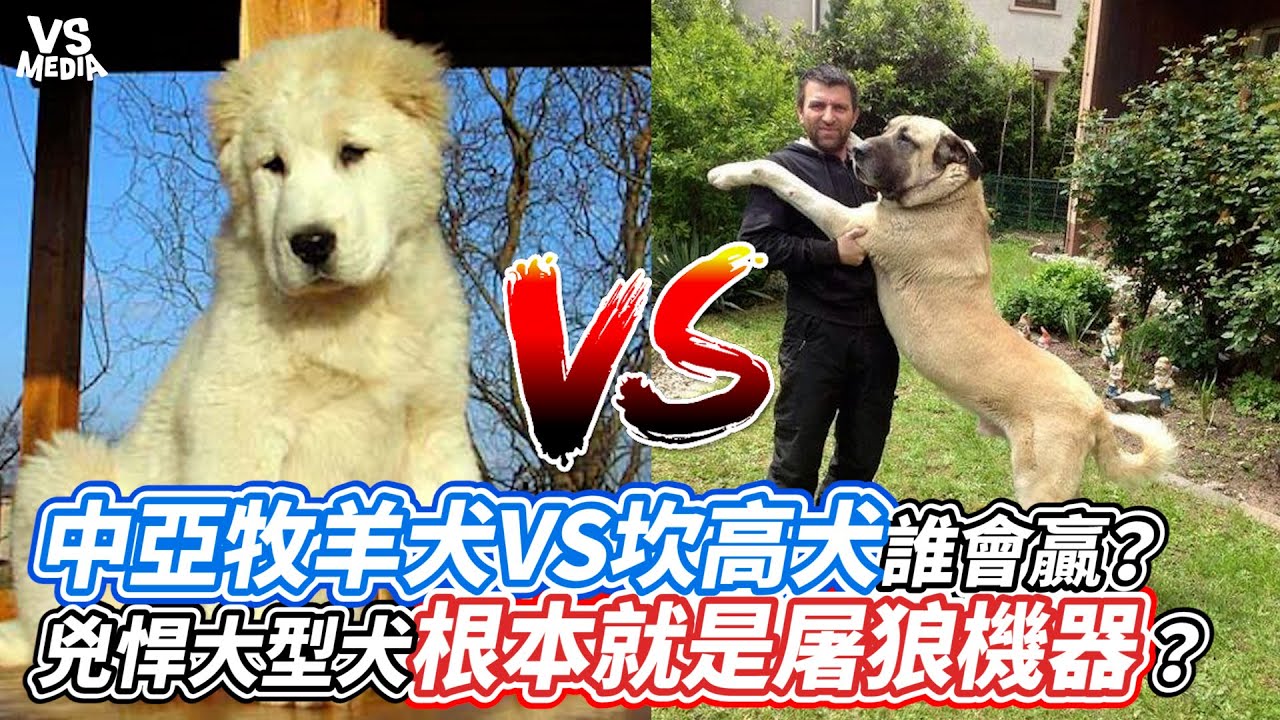 中亞牧羊犬VS坎高犬誰會贏？兇悍大型犬根本就是屠狼機器？｜VS MEDIAｘ@fun.
