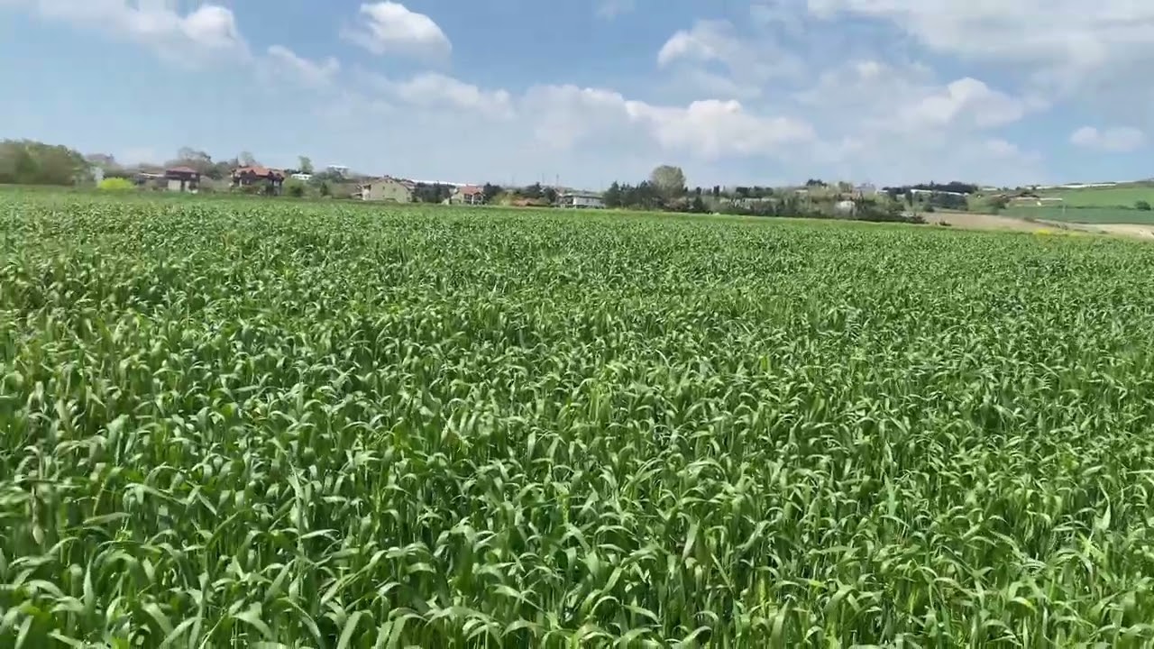 Buğday tarlası gelişimi genel değerlendirme ve yapılan işlemler (2023 )