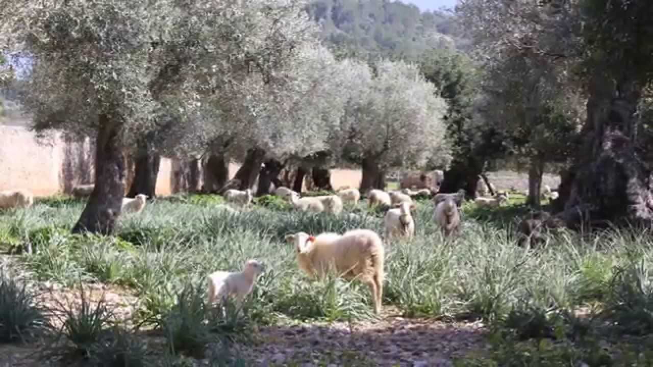 Mandelblüte 2015 02 15 Mallorca Alaro Santanyi Mondrago Naturpark