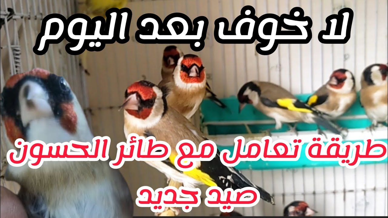 طريقة تعامل مع جدورة صيد جديد والحبوب التي يجب تقديمها والاخطاء التي يجب تفاديها فيديو للمبتدئين