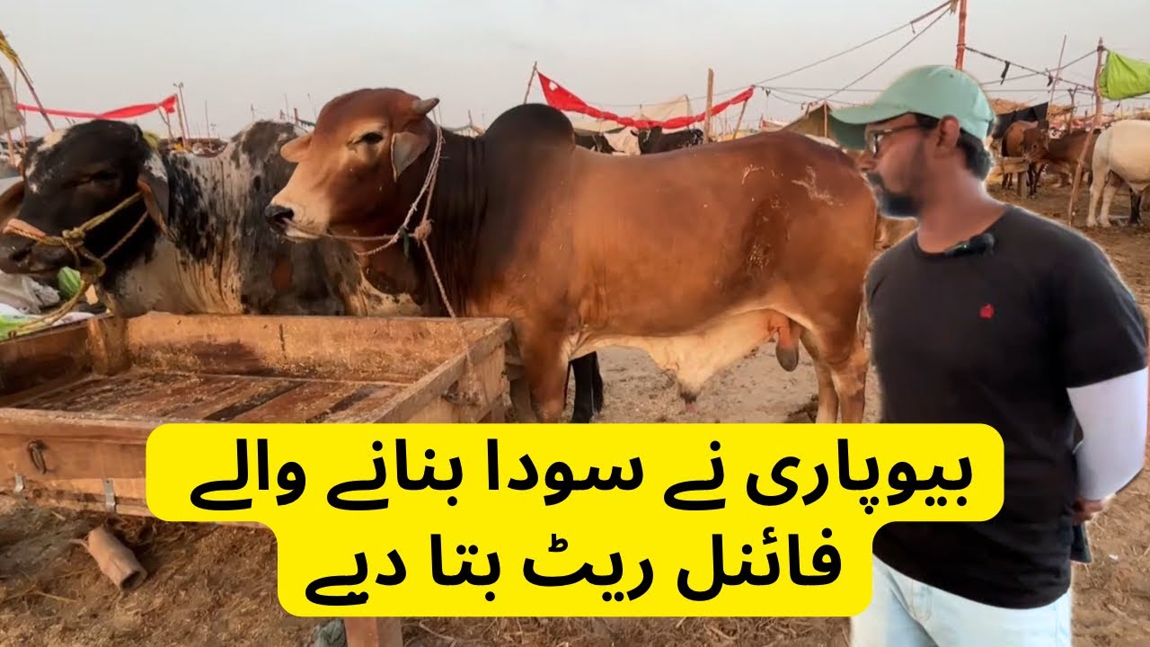 Beopari Ne Final Rate Bata Diye. Northern Bypass Mandi
