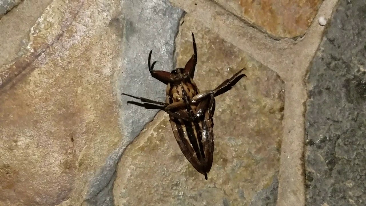 WTF Bug
