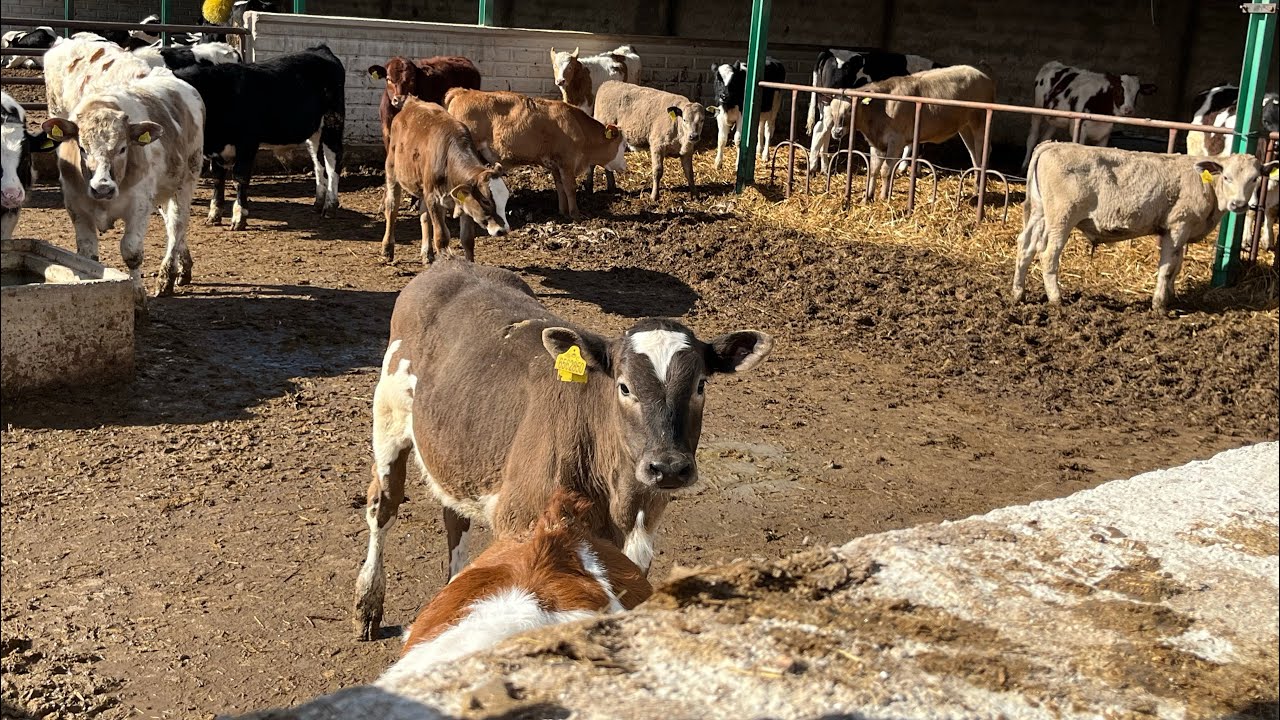 Maşallah diyelim lütfen 