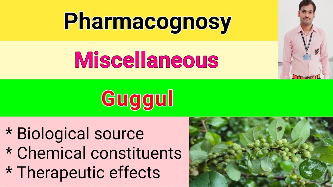 Miscellaneous chapter-5 #pharmacognosy Biological source and use of Guggul #drpharmacyprayagraj