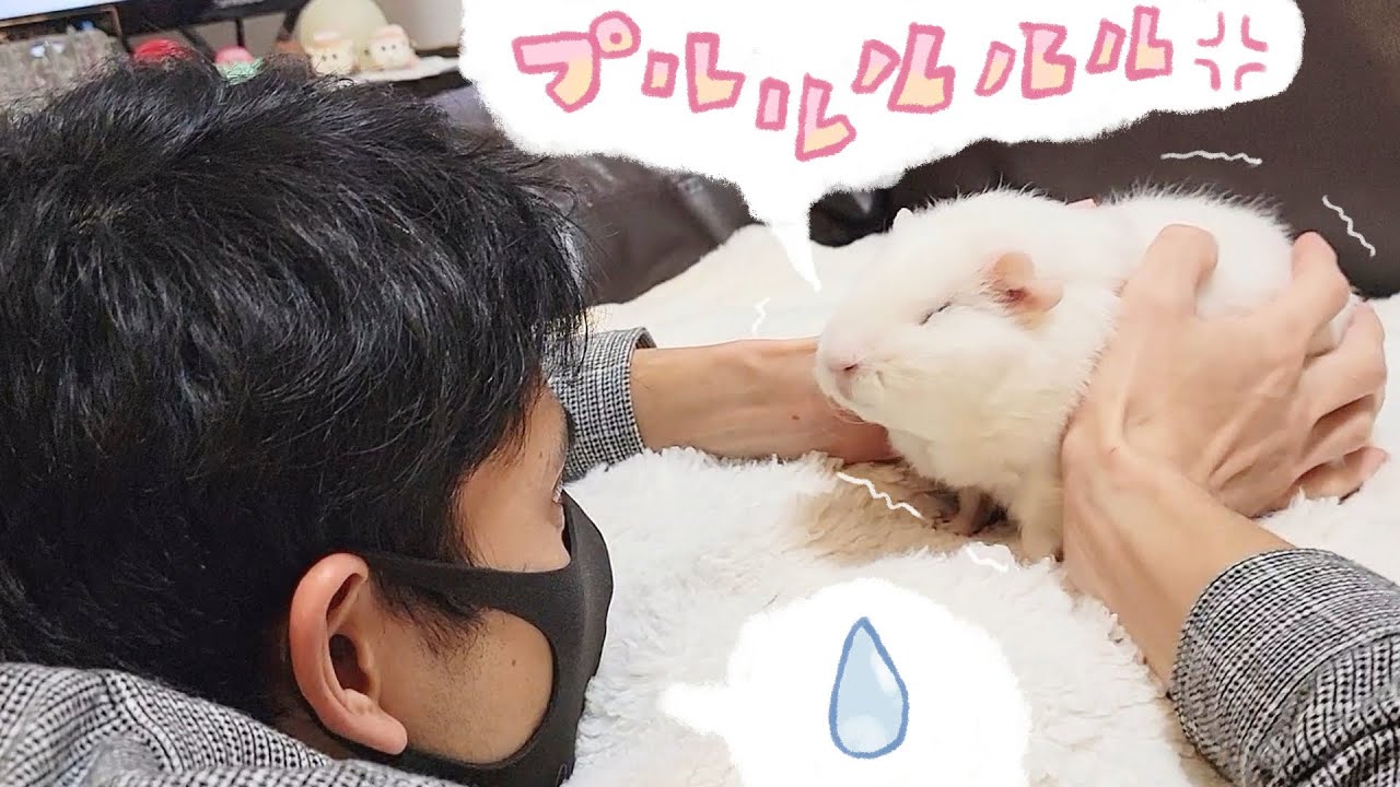 モルモットに嫌われてるけど仲良くなれるように頑張る飼い主