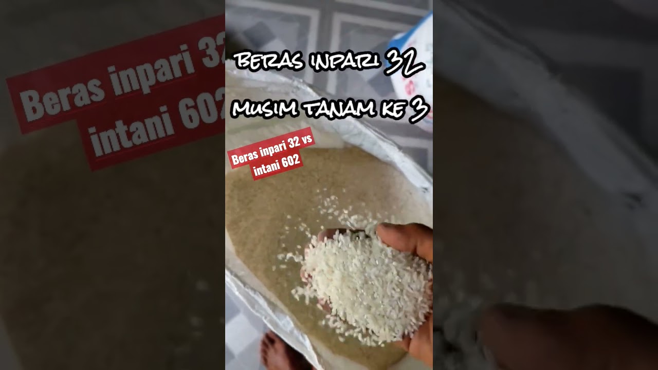 Beras inpari 32 vs intani 602