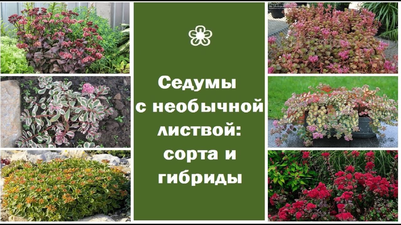 ❀ Кустарниковые и стелющиеся седумы с необычной листвой: сорта и гибриды