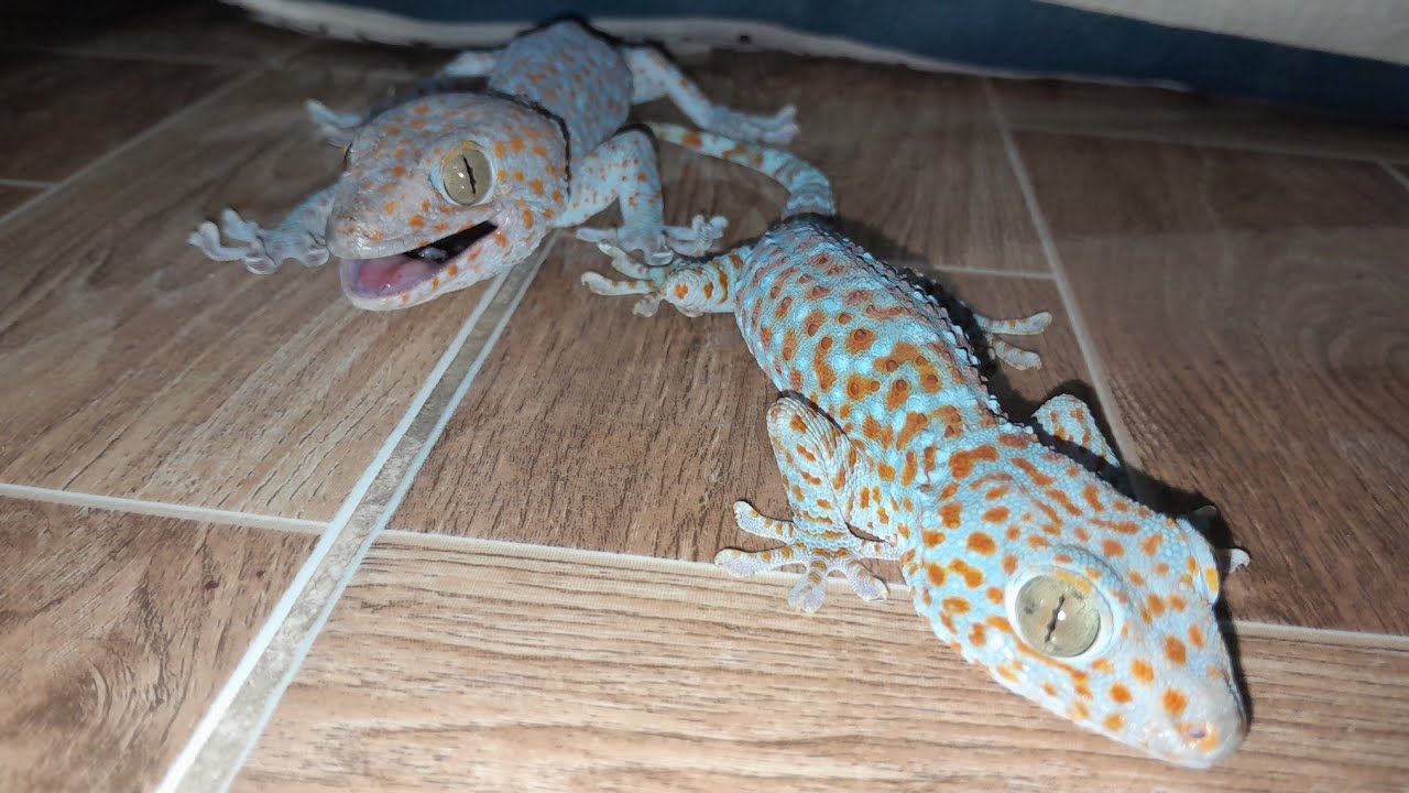 My Tin Gecko  đang phát trực tiếp!