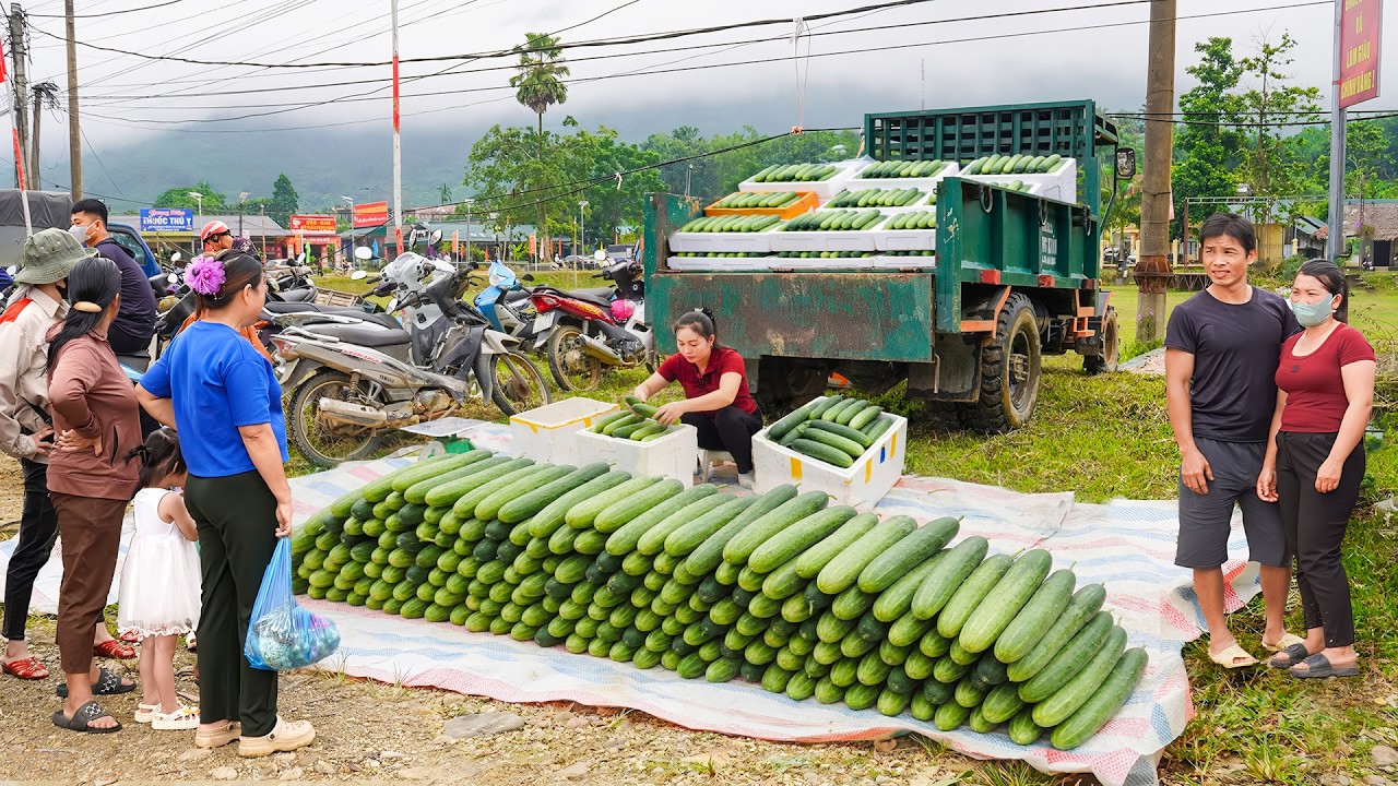 Harvesting 1000 Cucumber, Use Truck To Transport Many Cucumber Go To Countryside Market Sell