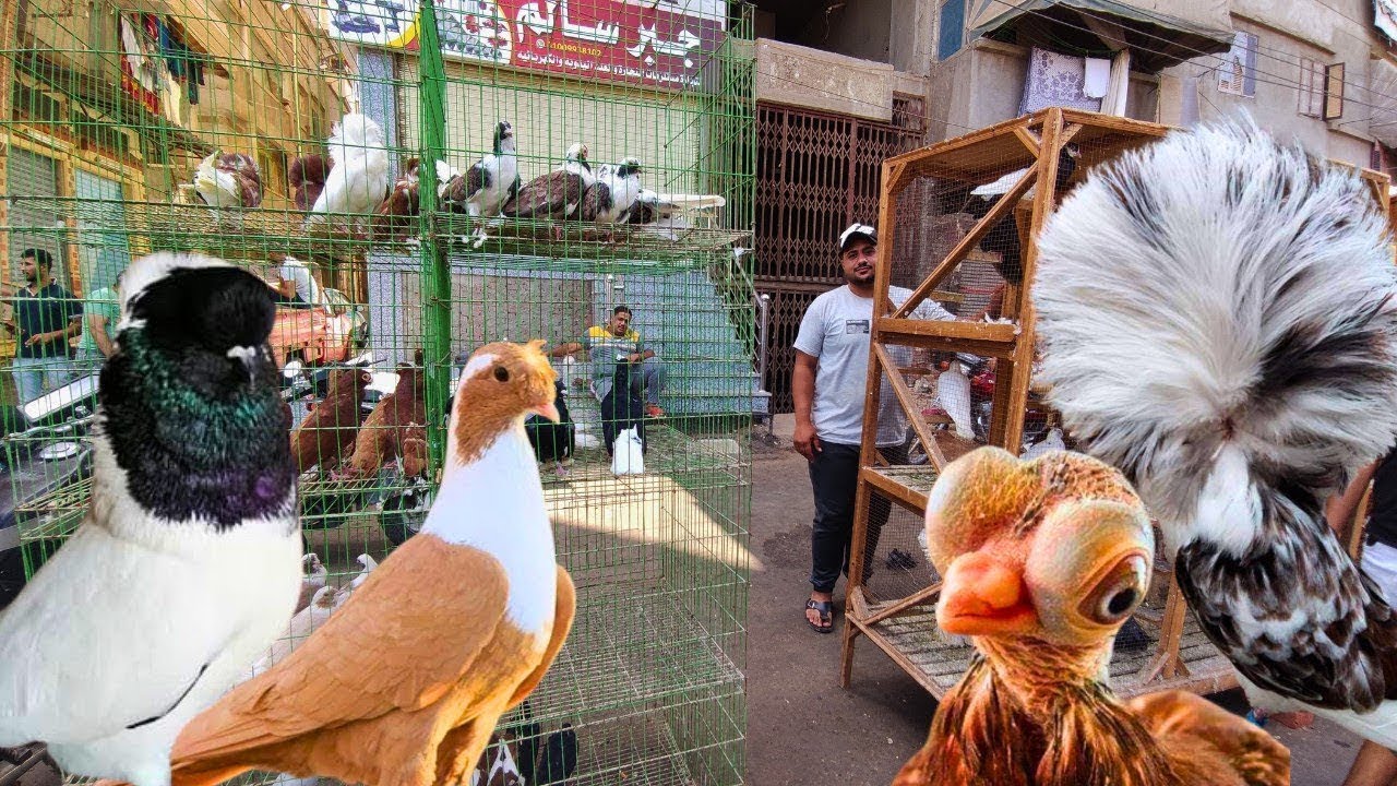 جوله من داخل سوق حمام دمياط انهارده نعرف اسعار الحمام 🔥