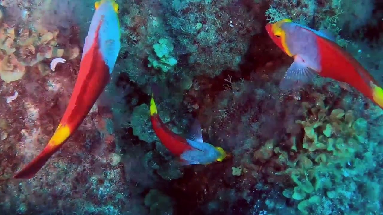 Buceo en la Restinga El Hierro