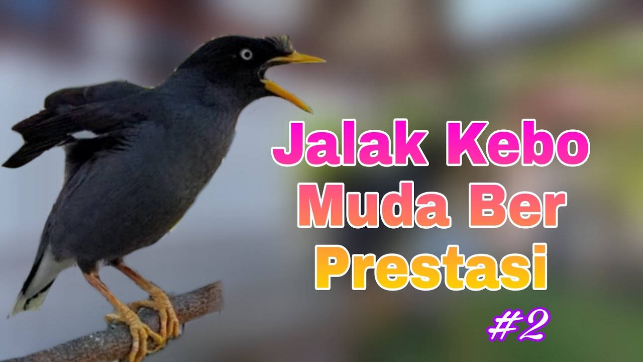 Kicauan Jalak Kebo Gacor Siang Hari - Jalak Kebo Muda Memanggil Teman Bikin Semua Jalak Nyaut #2