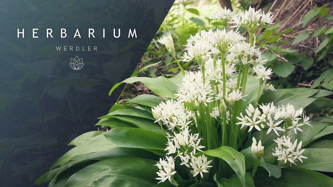 Allium ursinum - (Wild garlic)