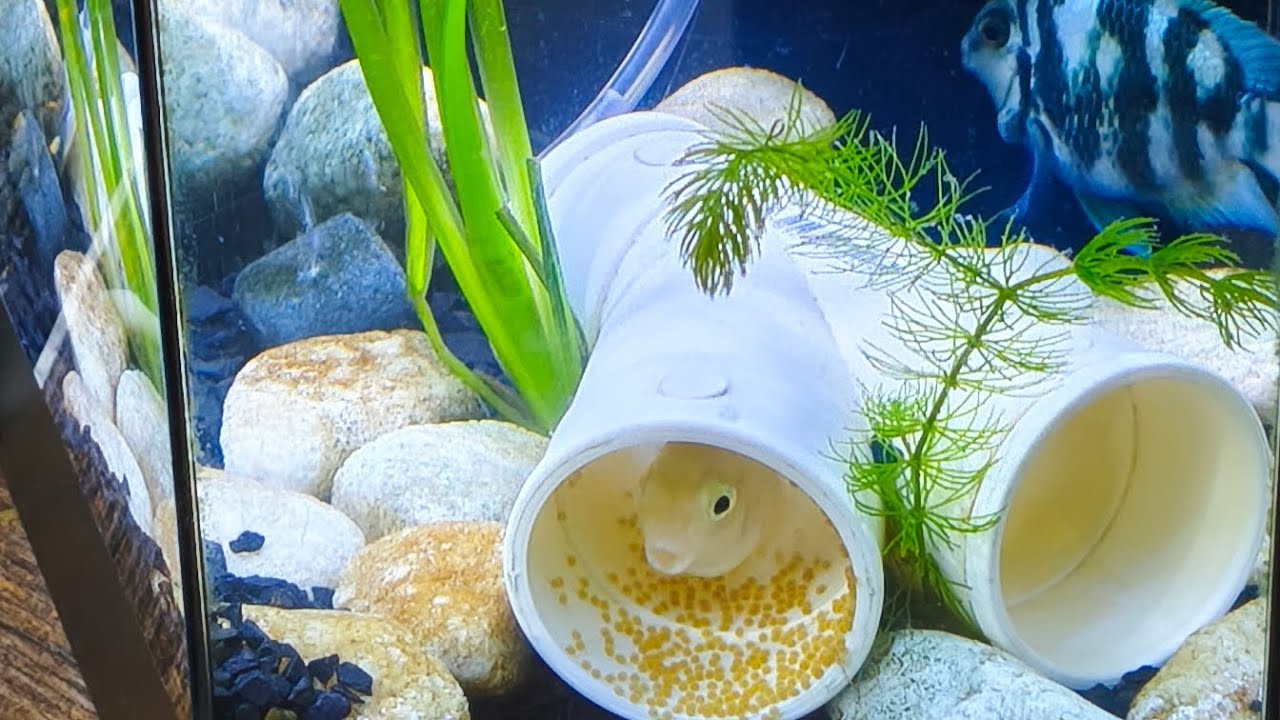 O incr&iacute;vel Crescimento dos Peixes Papagaio - Parte 1