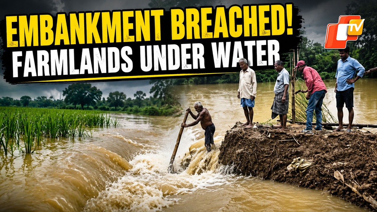 60-Ft Breach In Salandi River Embankment Floods Farmland In Bhadrak | Odisha