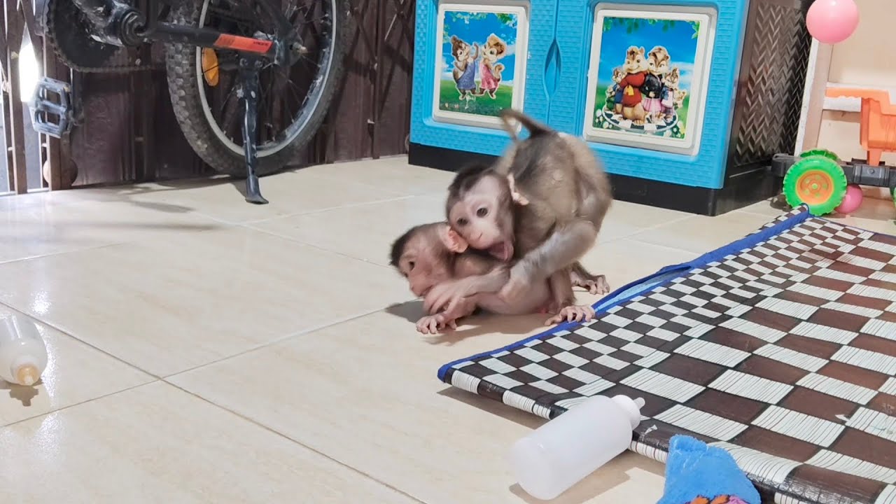 OMG😱😱 k The two baby monkeys Boni and Beni fight