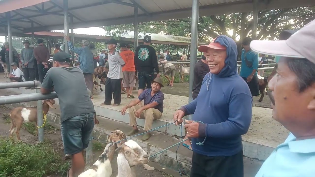 Koret Ki bendino neng pasar kewan PO cita