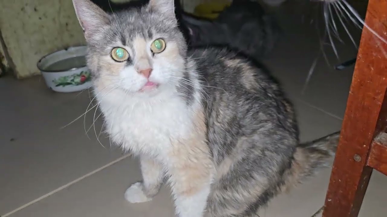 Особенная кошечка 