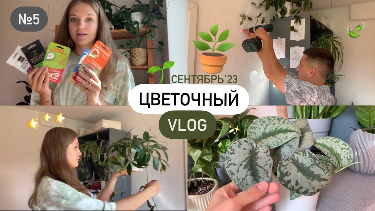 😍 Новинки, обзор, перестановка | ЦВЕТОЧНЫЙ VLOG №5 🪴+ смешные ляпы с мужем 🫶🏻 | Сентябрь’23
