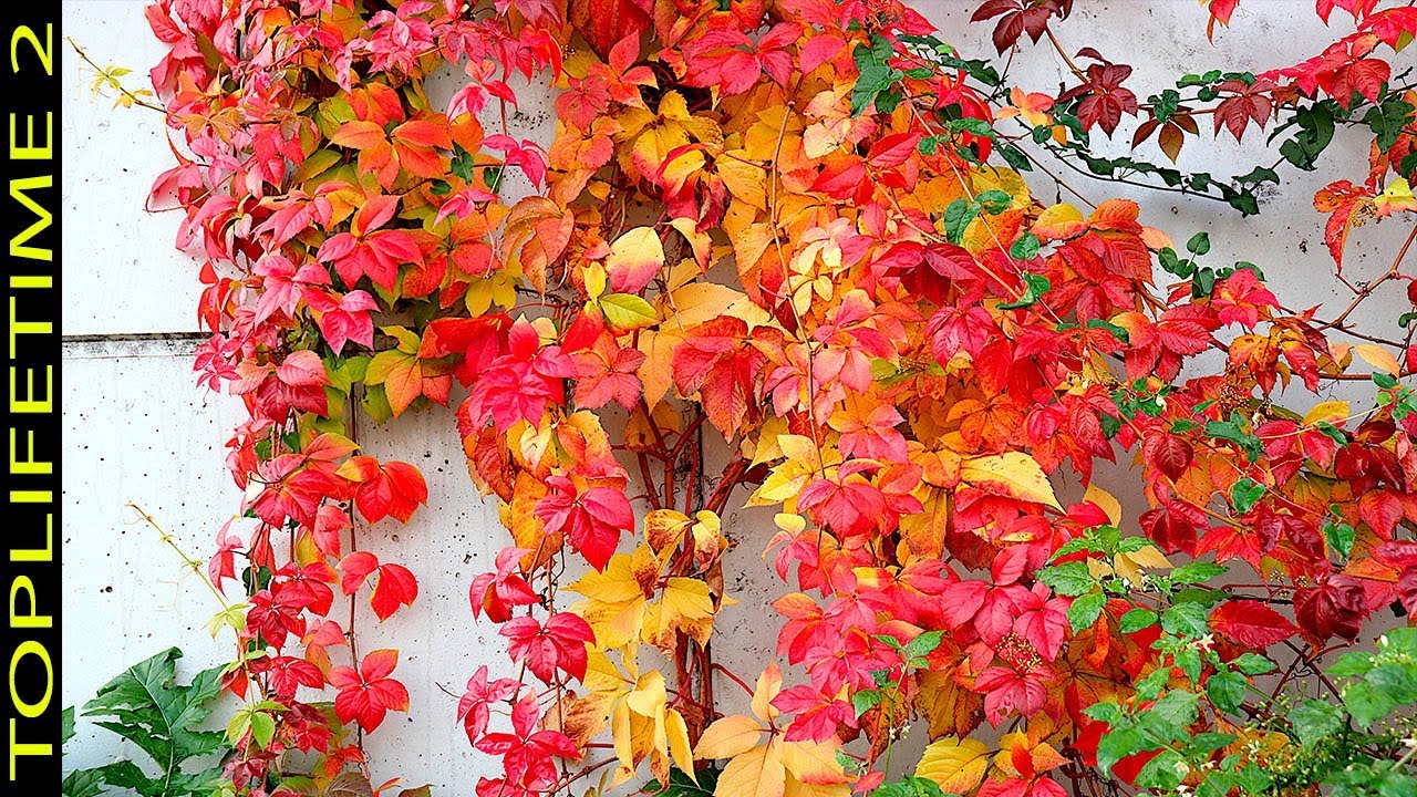 11 Plantas Trepadoras Increíblemente Bellas