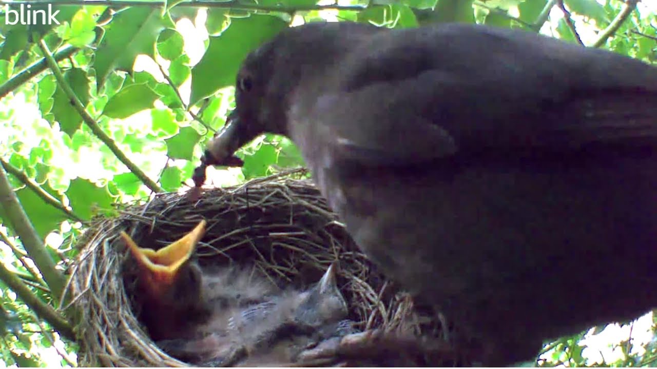 Blackbird Raises 2 Chicks In Nest #Birdnest
