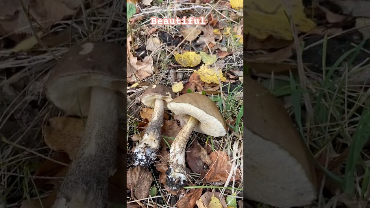 Birkenr&ouml;hrling, Leccinum scabrum, Huş Mantarı Birchmushroom #mushroom #mantaravı