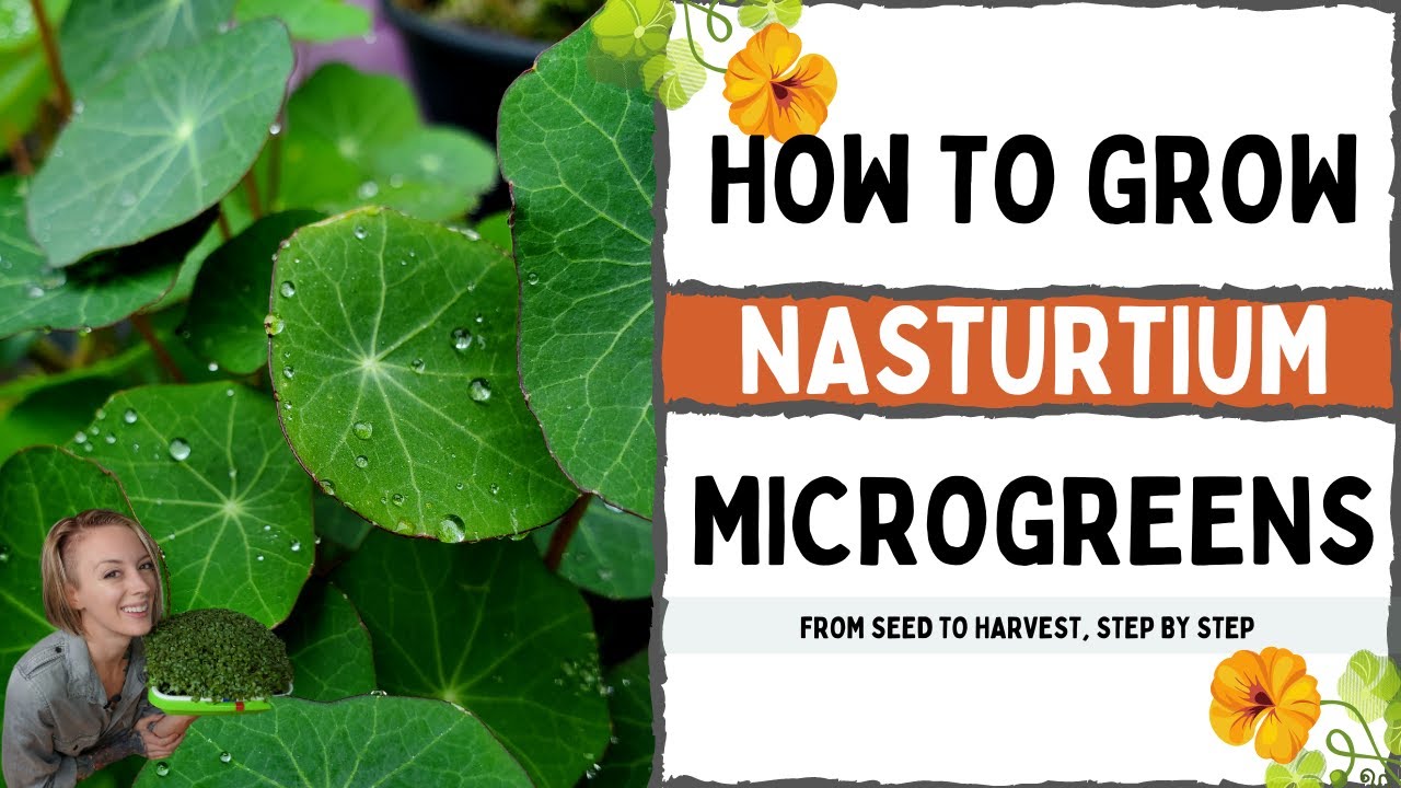 How to Grow Nasturtium Microgreens — Peppery Edible Flower Greens!