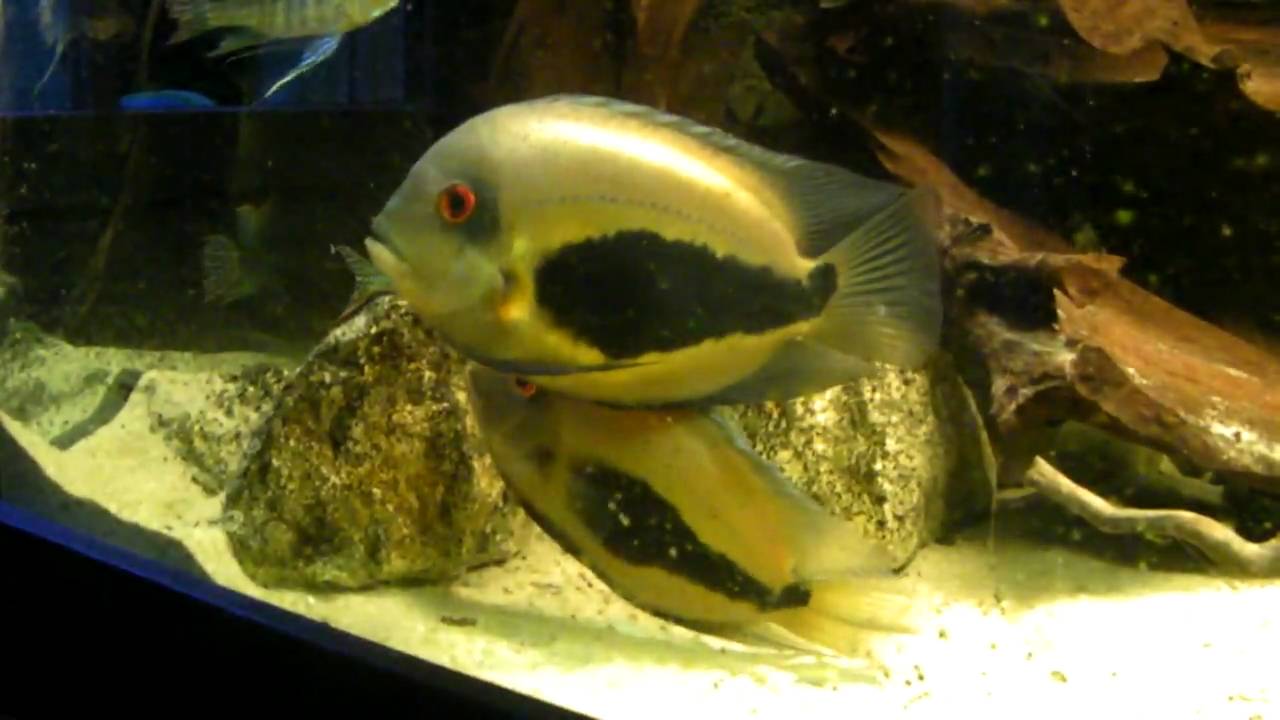 Uaru amphiacanthoides with fry