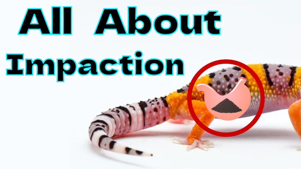 What is Impaction, and How to Fix it!