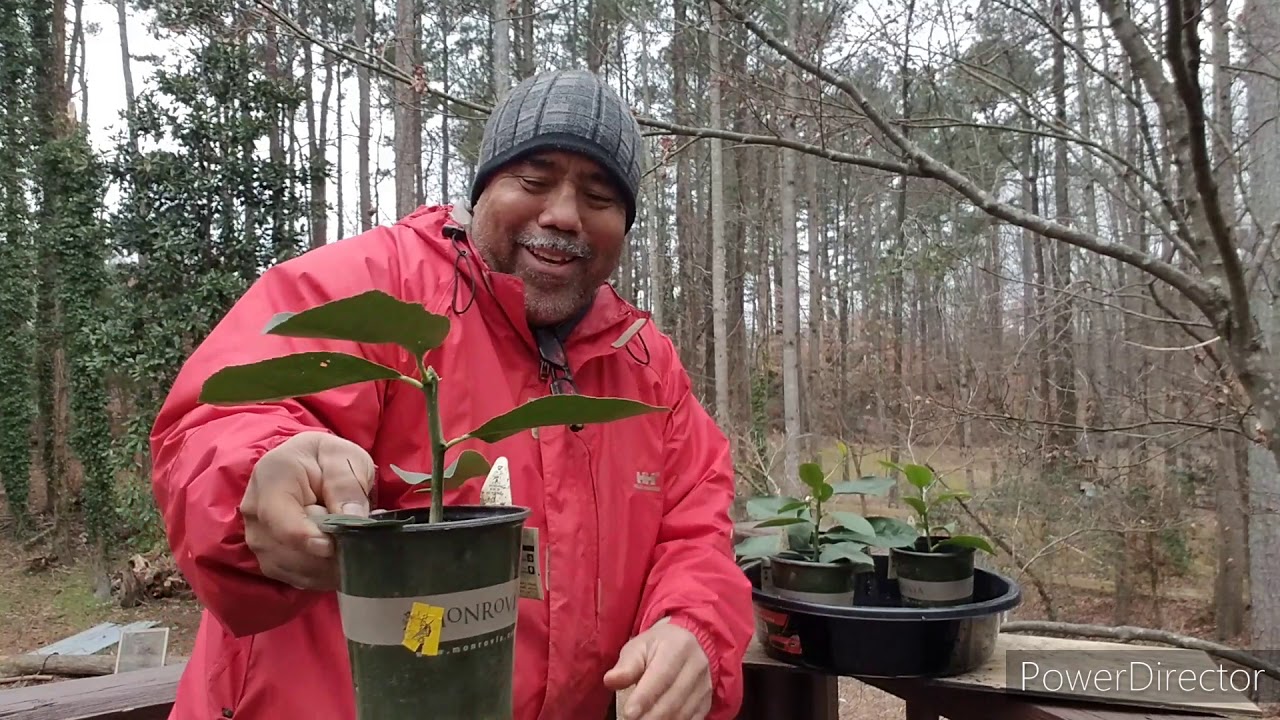 Meyer lemon cuttings have rooted and looking good 🍋🍋