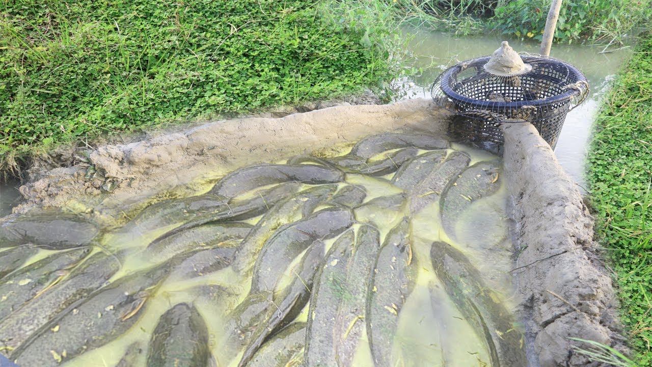 Build Hole Fishing Trap Using Basket, Bamboo Trap, And Fan Cover For Catch Fish At Rice Field