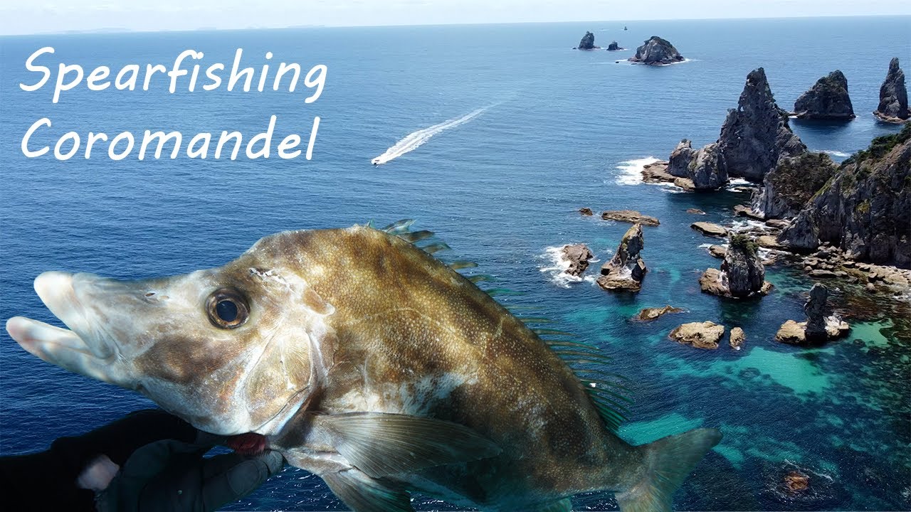 Spearfishing Coromandel | The Giant Boarfish
