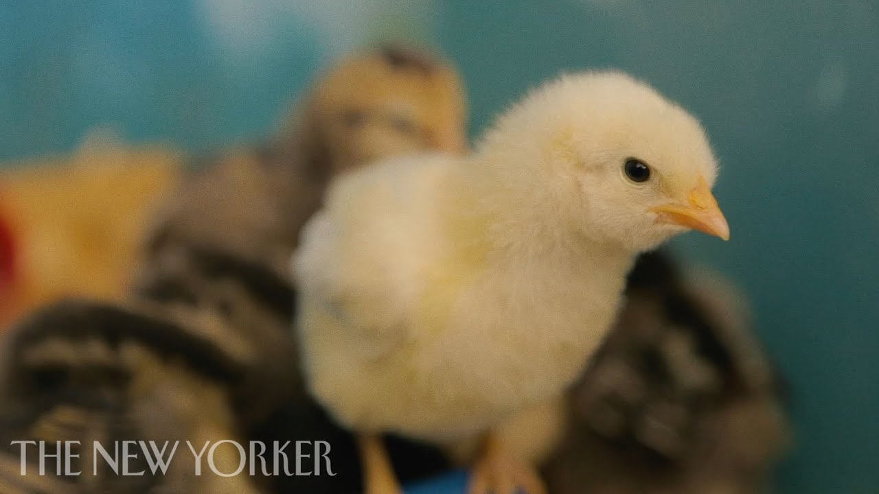 The Internet&rsquo;s Guide to Starting a Farm | Chicken Stories | The New Yorker Documentary
