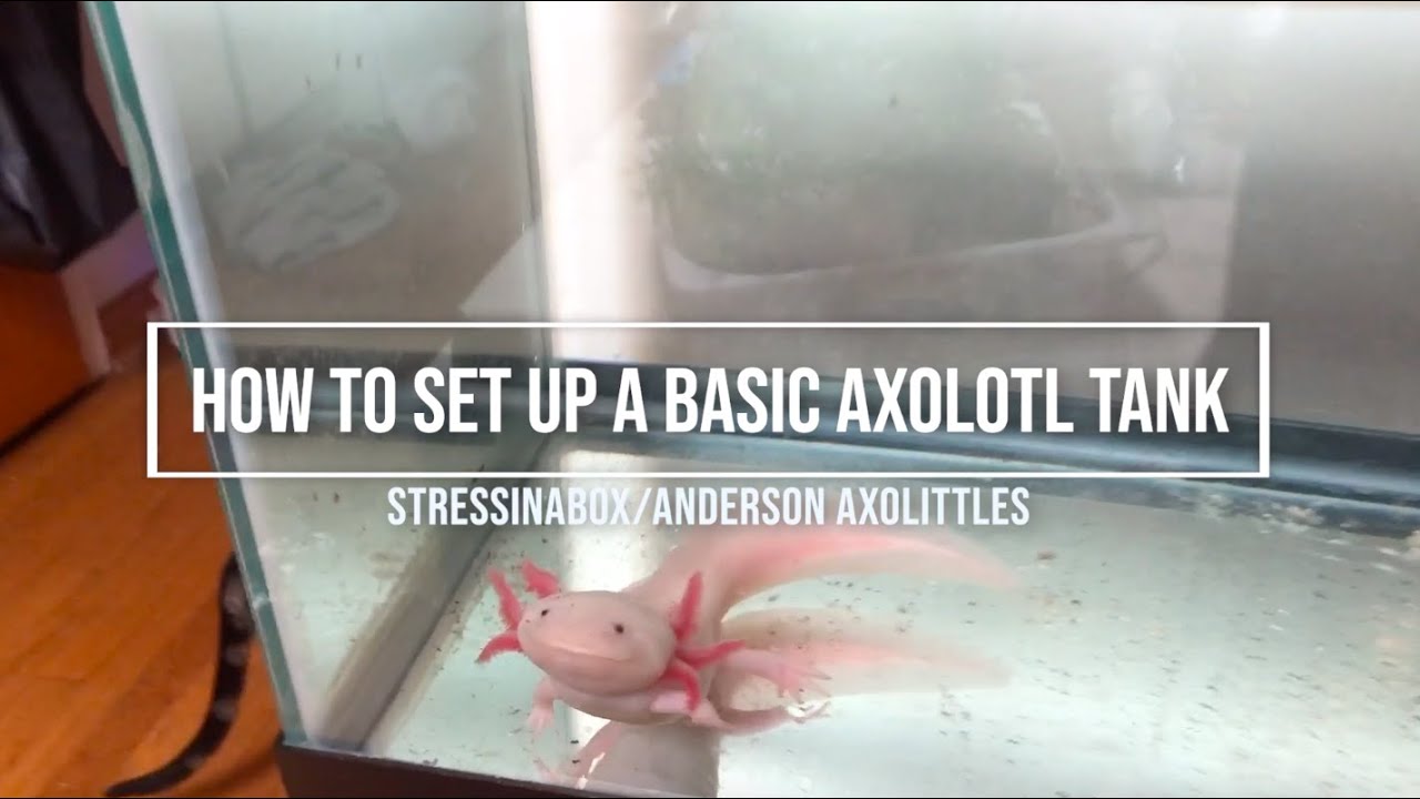 Axolotl: Basic Tank Set Up