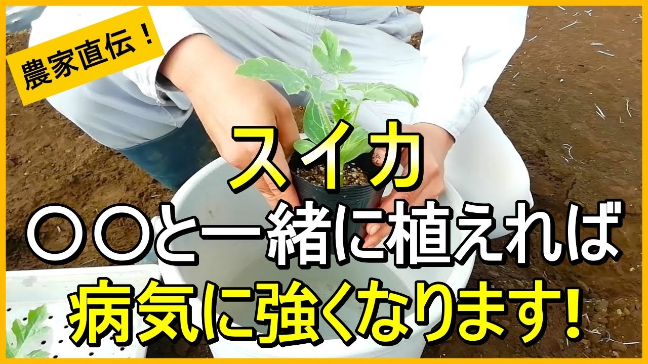【スイカ栽培】最初が肝心！苗を植える時に一緒にやるべきこと【有機農家直伝！無農薬で育てる家庭菜園】　25/4/19
