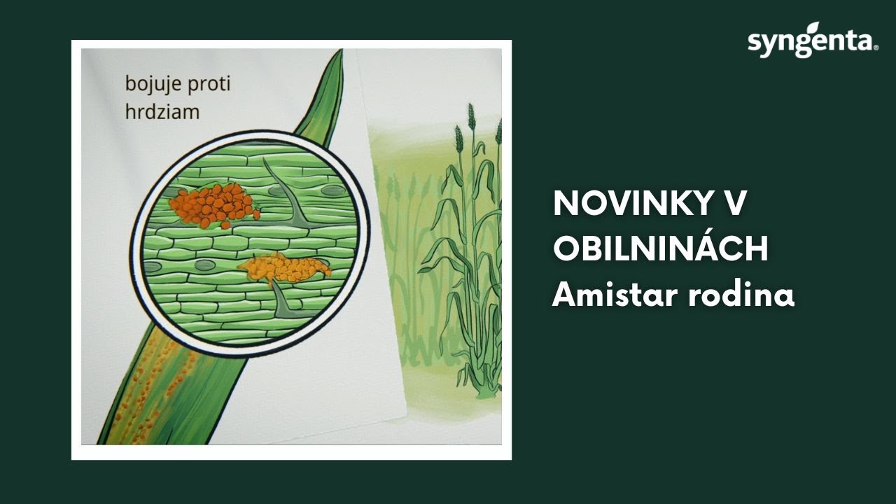 Novinky vo fungicídnej ochrane obilnín | Syngenta Slovensko